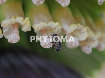 Cosmopolites sordidus